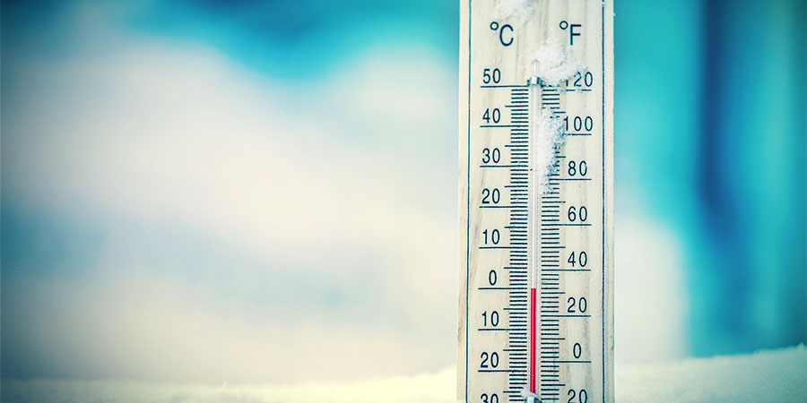 Autokwitnące konopie są odporne Autokwitnące konopie są odporne