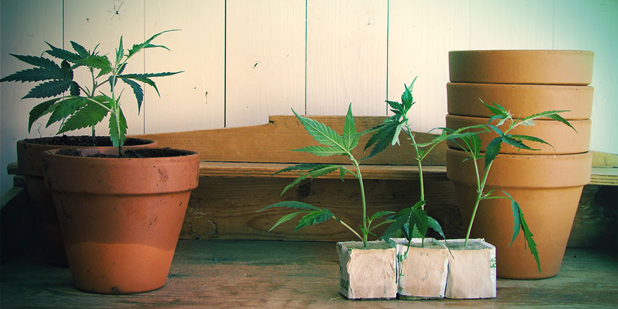 Odmiany autokwitnące nadają się zarówno do uprawy outdoor, jak i indoor Odmiany autokwitnące nadają się zarówno do uprawy outdoor, jak i indoor