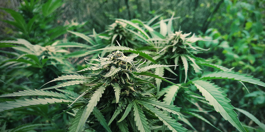 Uprawa odmian automatycznych nie musi być droga Uprawa odmian automatycznych nie musi być droga