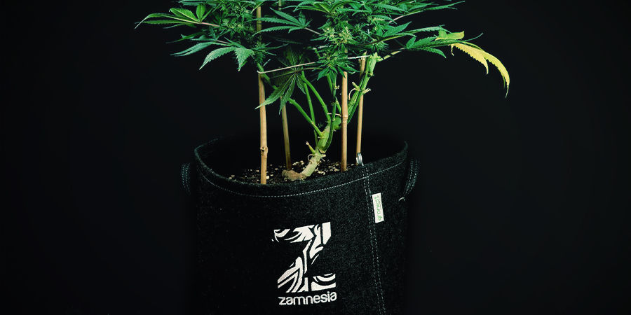 Rośliny marihuany automaty nie wymagają przesadzania