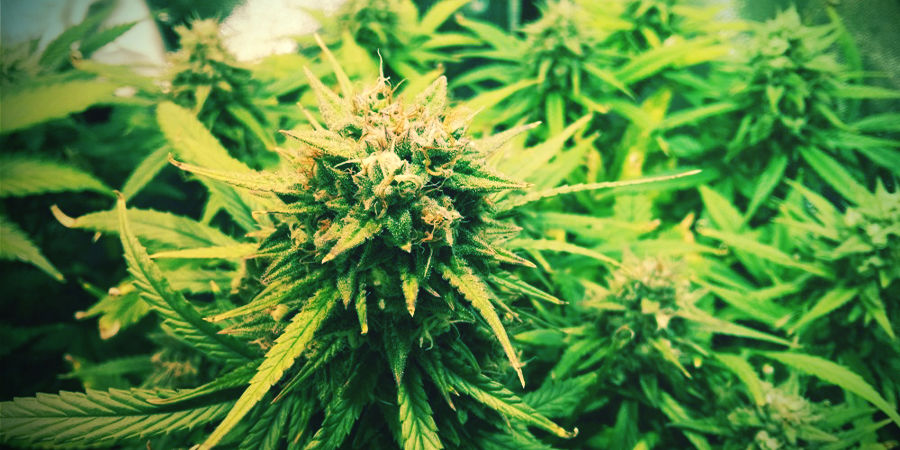 Nasiona marihuany automaty na dobry początek Autoflowering Cannabis Seeds To Get You Started