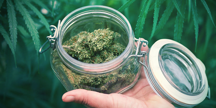 Co jeszcze musisz wiedzieć o Autach? Co jeszcze musisz wiedzieć o autokwitnących odmianach marihuany?