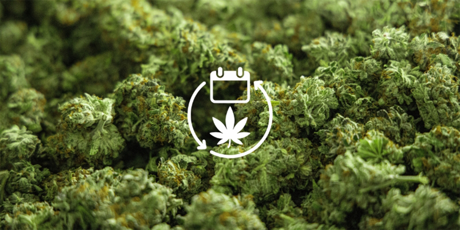 Powód nr 4: Całoroczne zaopatrzenie