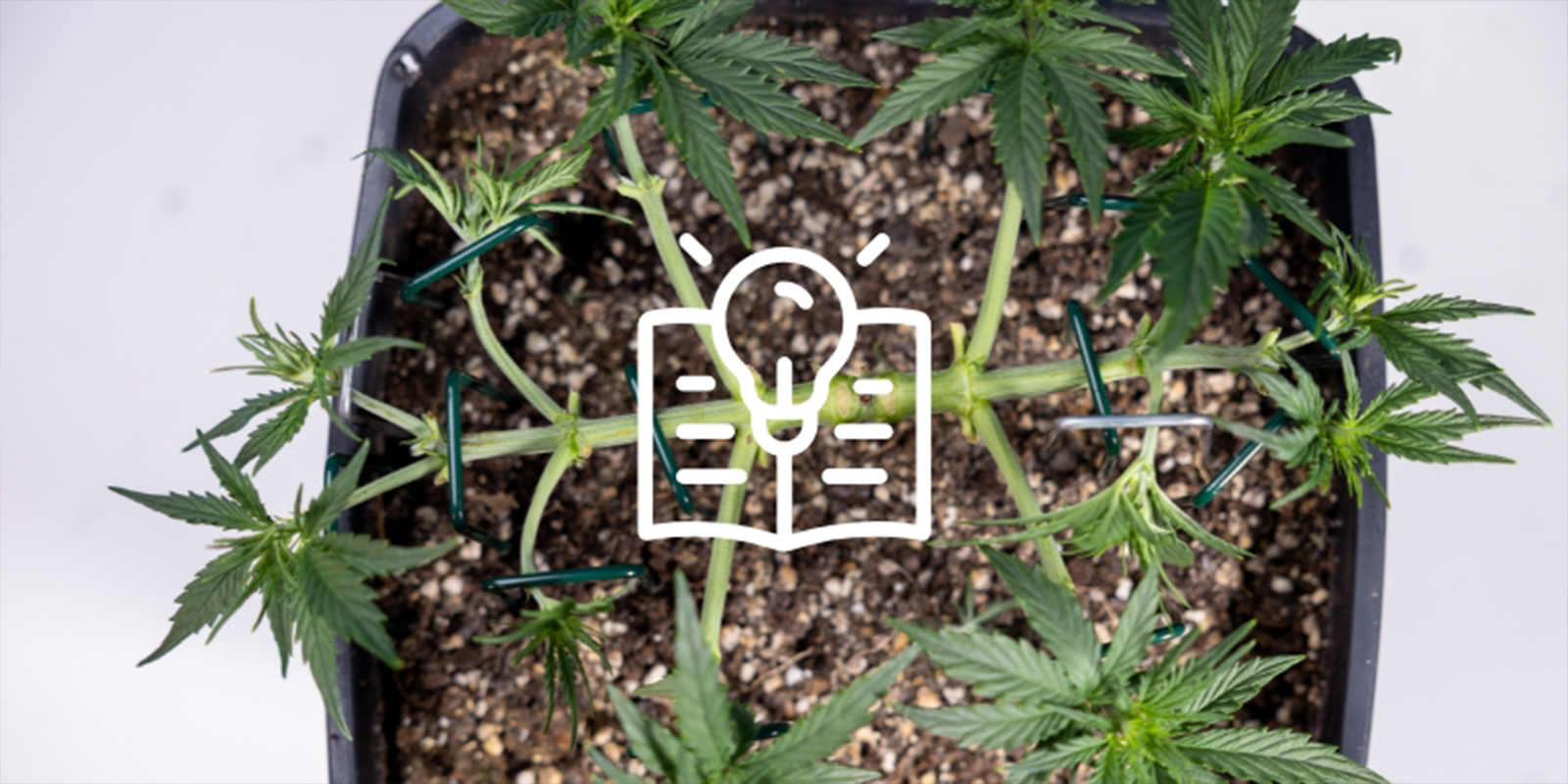 Powód nr 6: Zdobądź satysfakcjonującą umiejętność