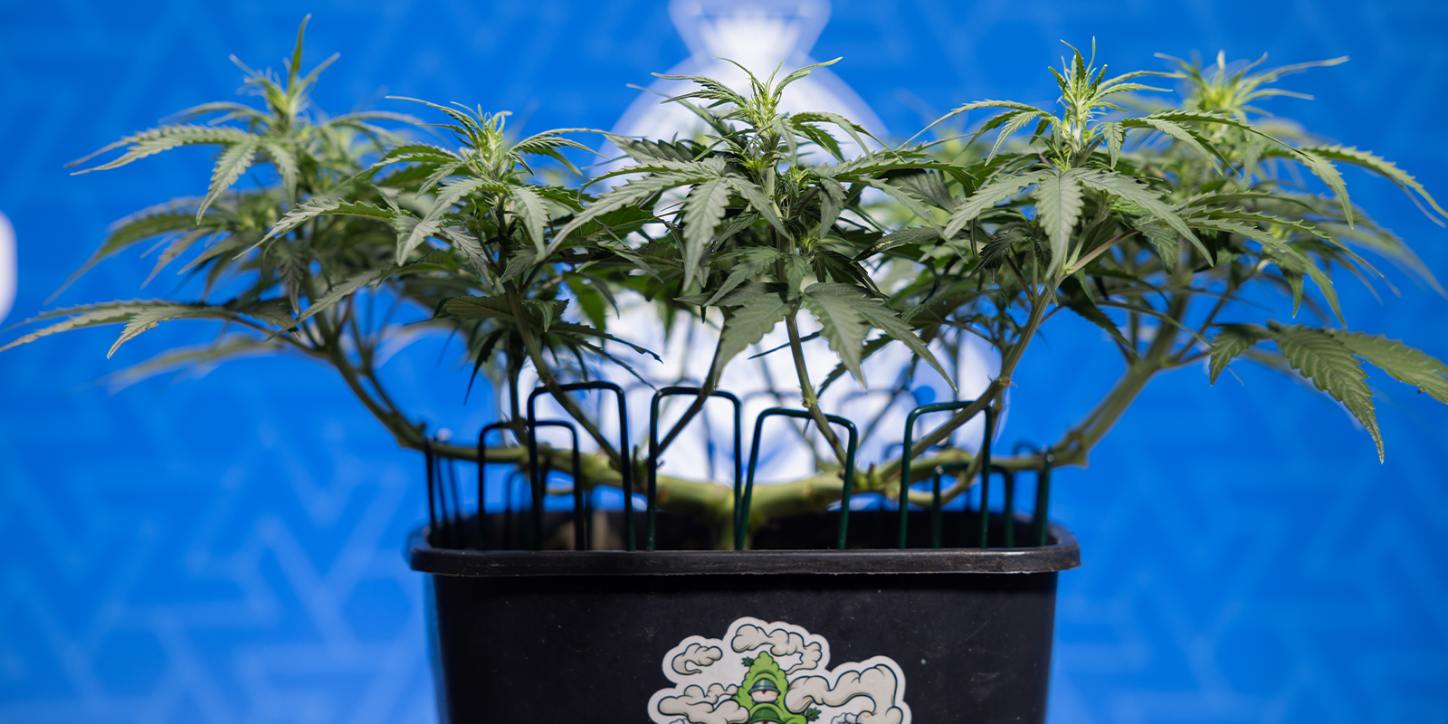 Reason #9: Creative expression