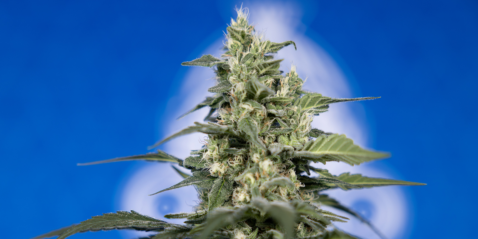 Czy powinieneś uprawiać własną marihuanę?