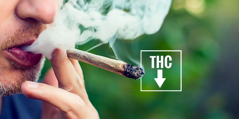 Jak zapobiegać zaczerwienionym oczom po marihuanie