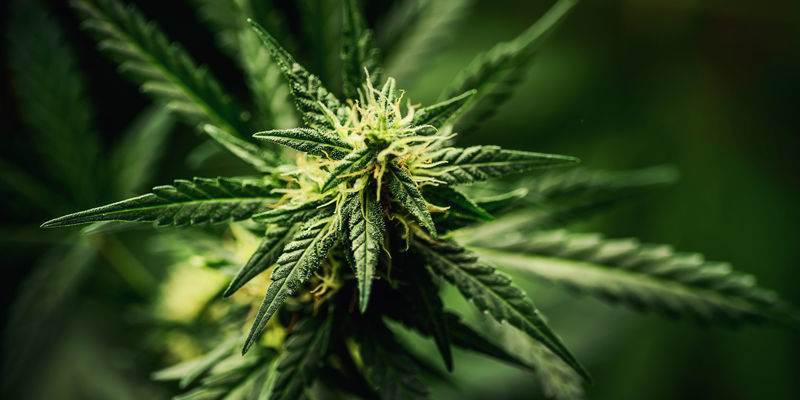 Najlepsze odmiany konopi na niepohamowany śmiech Najlepsze odmiany konopi na niepohamowany śmiech