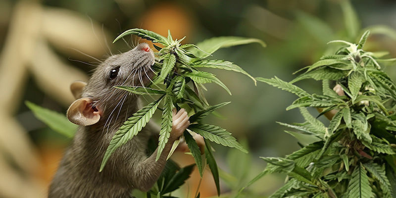 Wzmacnianie smaku i węchu dzięki opuszce węchowej