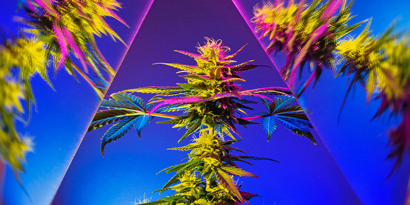 Czy produkty spożywcze z marihuaną wydobywają jej prawdziwie psychodeliczna naturę?