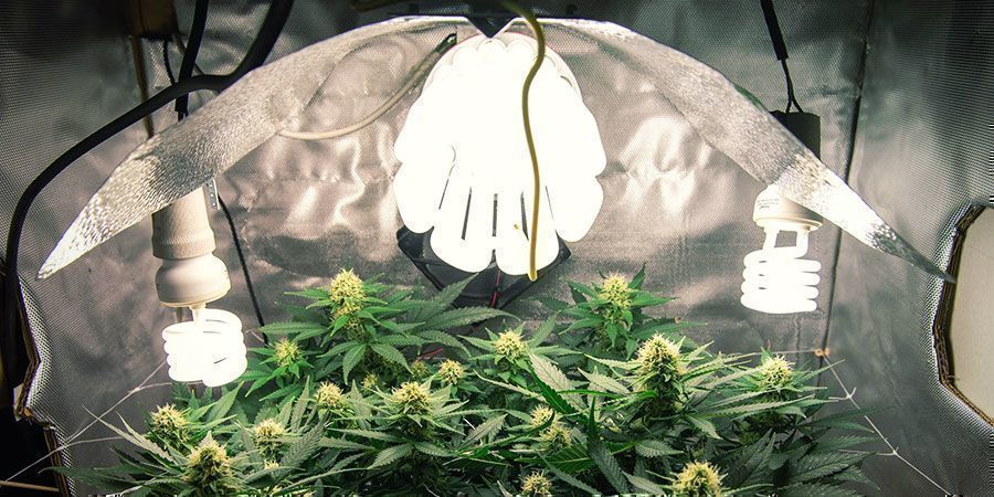 CFL / T5 Lights CFL / T5 Lights - Cannabis Plants