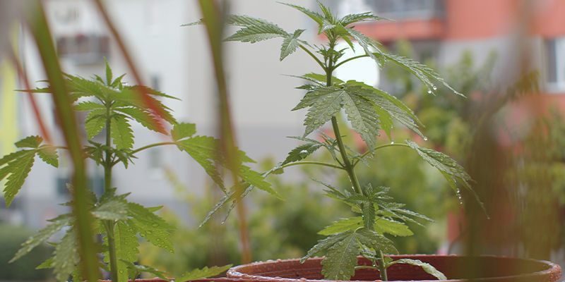 Generator CO₂ do namiotów uprawowych: najważniejsze wskazówki