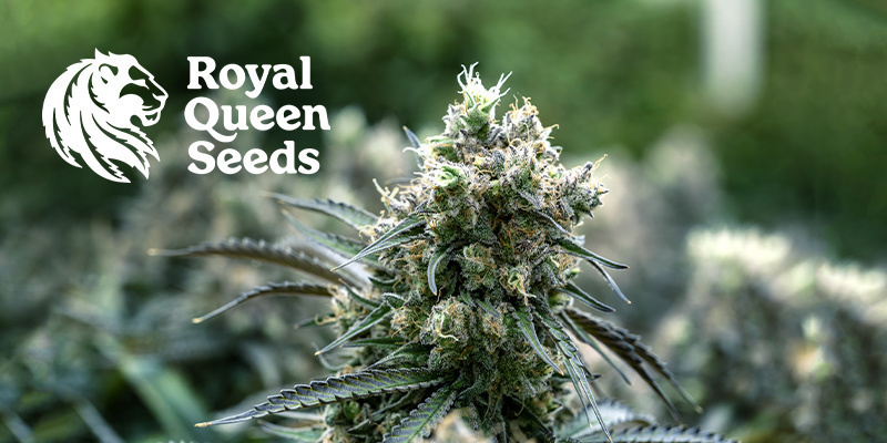 Royal Queen Seeds