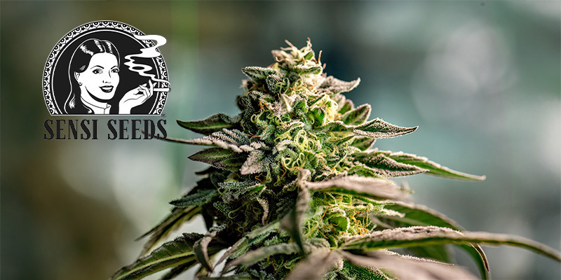 Sensi Seeds