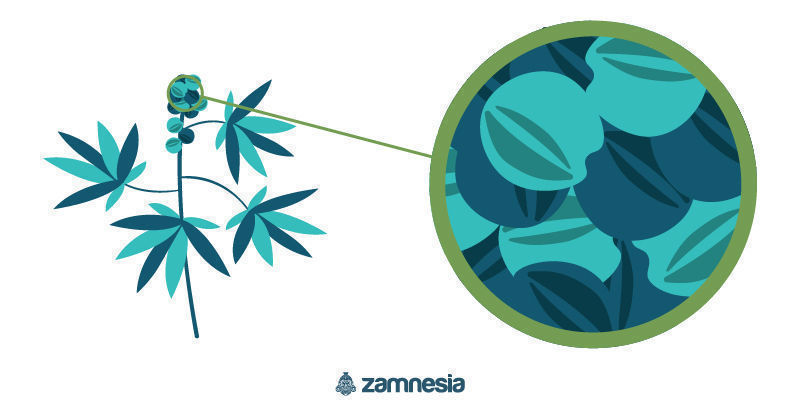 Męska roślina marihuany