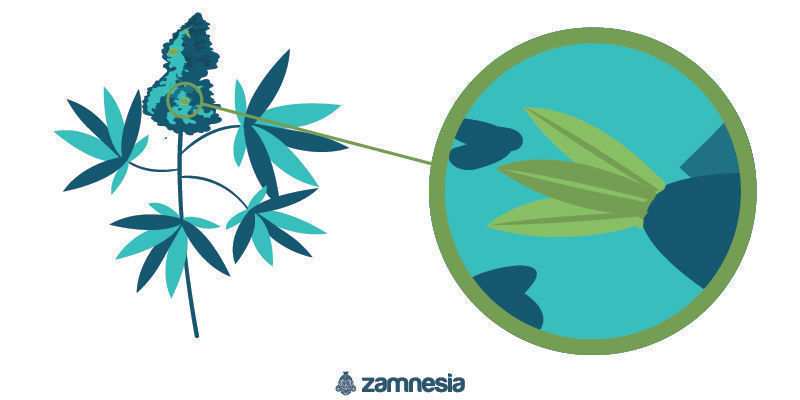 Mieszano-płciowy obojnak konopi