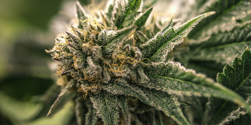 Brak oznak męskich lub hermafrodytycznych roślin konopi? Czas na kwitnienie!