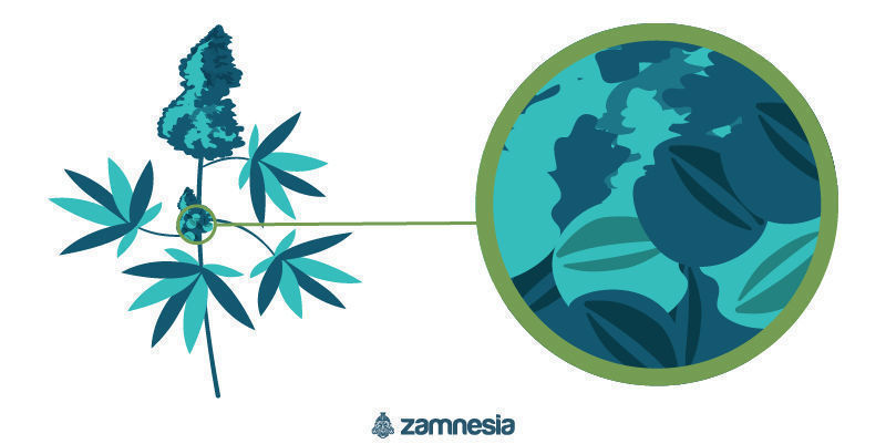 Prawdziwa roślina hermafrodytyczna marihuany