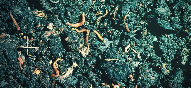 Czym są nawozy organiczne? Czym są nawozy organiczne?