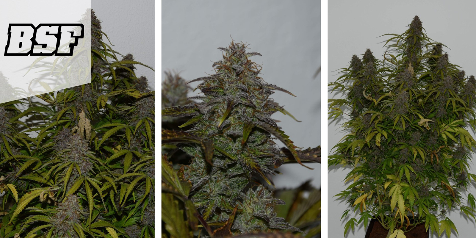 GG#4 Auto: BSF Seeds GG#4 Auto: BSF Seeds