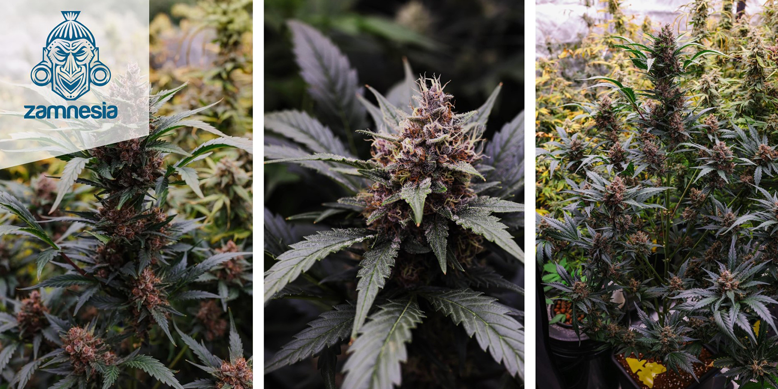 LSD Auto: Nasiona Zamnesia LSD Auto: Nasiona Zamnesia