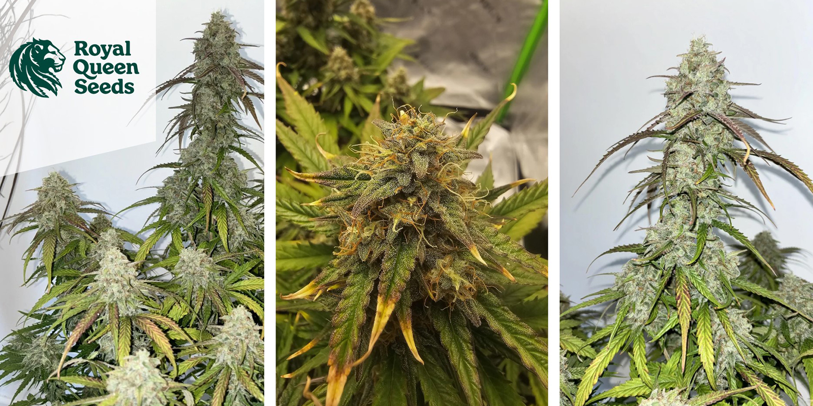 Medusa F1 Auto: Royal Queen Seeds Medusa F1 Auto: Royal Queen Seeds