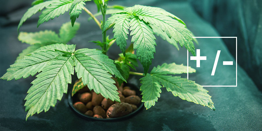 ZALETY I WADY UPRAWY HYDROPONICZNEJ