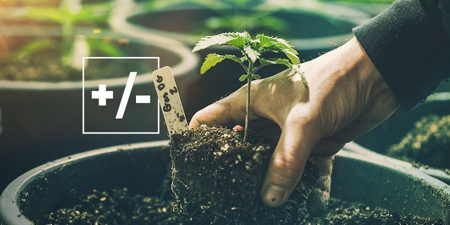 Wady i zalety uprawy w glebie