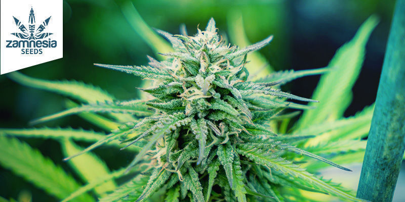 Kawa jasno palona Light Roast Coffee