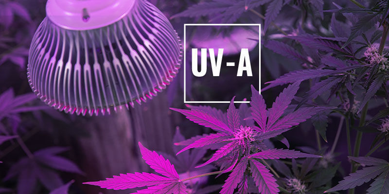 UV-A UV-A