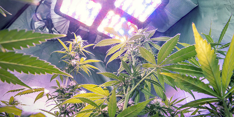 Wybierz przestrzeń do uprawy