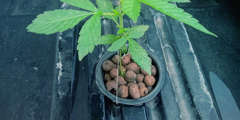 Ustaw doniczki z roślinami