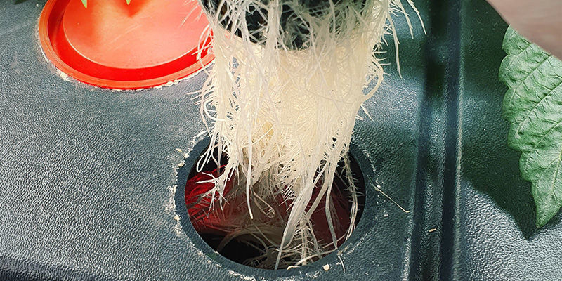 Kieruj wodę z zbiornika do strefy korzeni