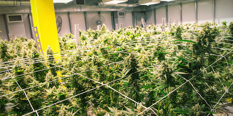 Porady dotyczące uprawy marihuany w systemie aeroponicznym