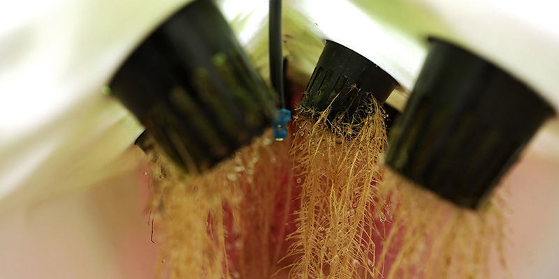 Czym jest aeroponika?