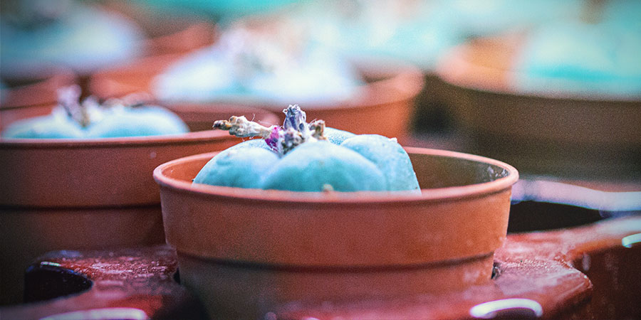 Jak dbać o kaktusy meskalinowe