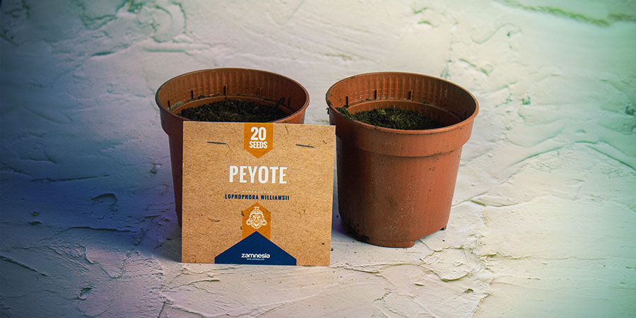 Posadź nasiona kaktusa meskalinowego