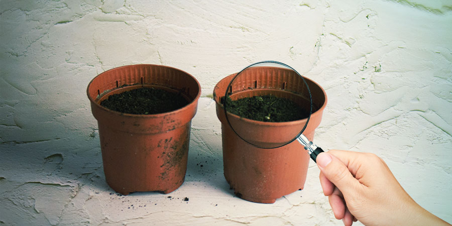 Wypatruj małych siewek