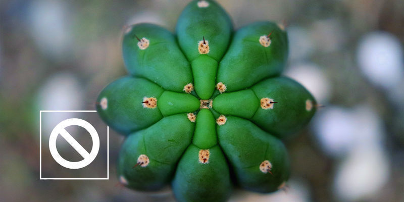 Kontrargument wobec stresowania kaktusów meskalinowych Kontrargument wobec stresowania kaktusów meskalinowych