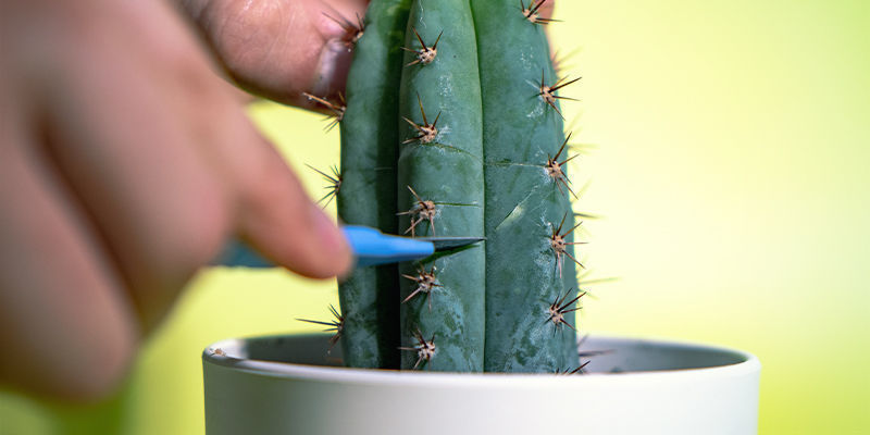 Stres mechaniczny (okaleczanie) Stres mechaniczny (okaleczanie)