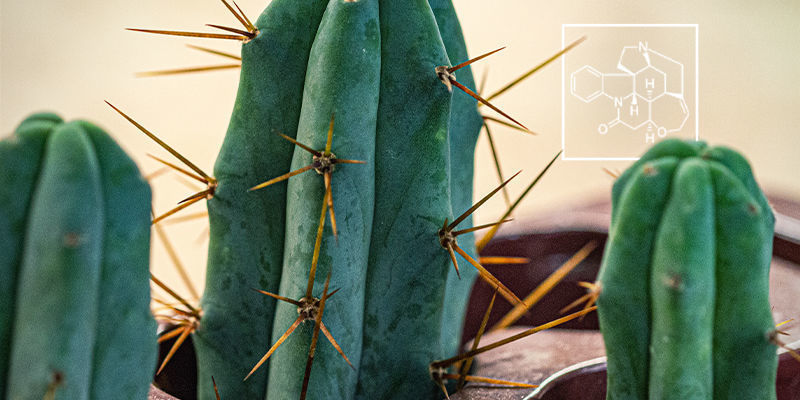 Czym są alkaloidy i dlaczego są ważne? Czym są alkaloidy i dlaczego są ważne?