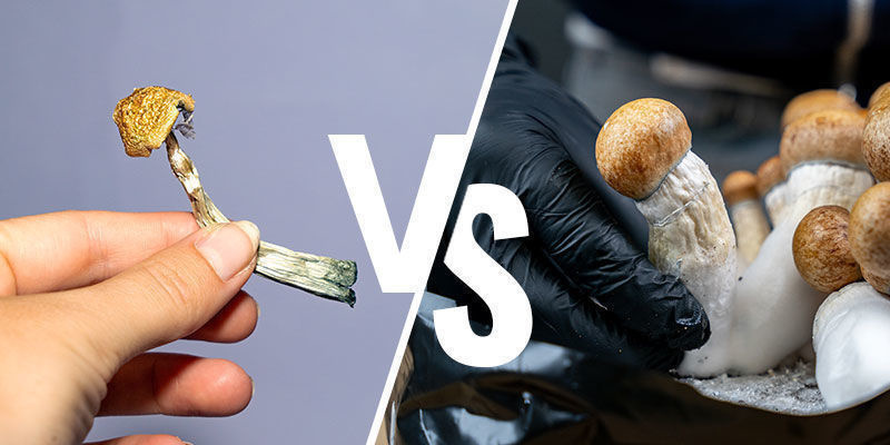 Świeże a suszone — przechowywanie