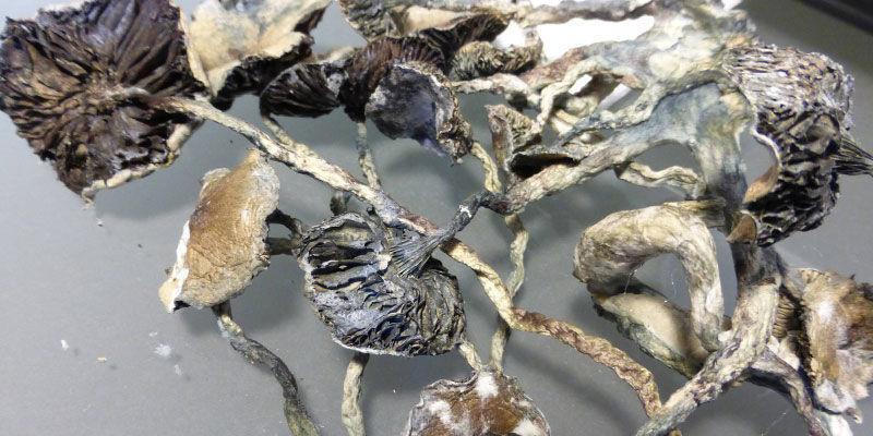 Jak rozpoznać, że twoje grzybki halucynki się zepsuły