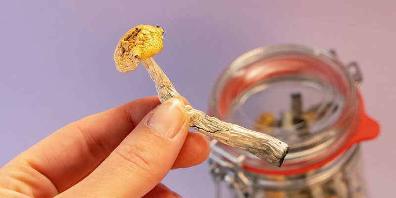 Zrozumieć grzybki halucynki