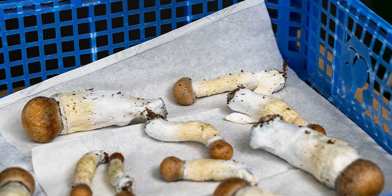 Dlaczego właściwe przechowywanie ma znaczenie