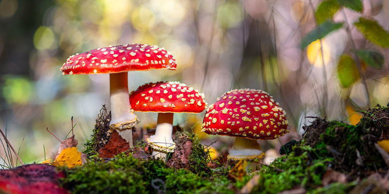 Amanita muscaria Amanita muscaria