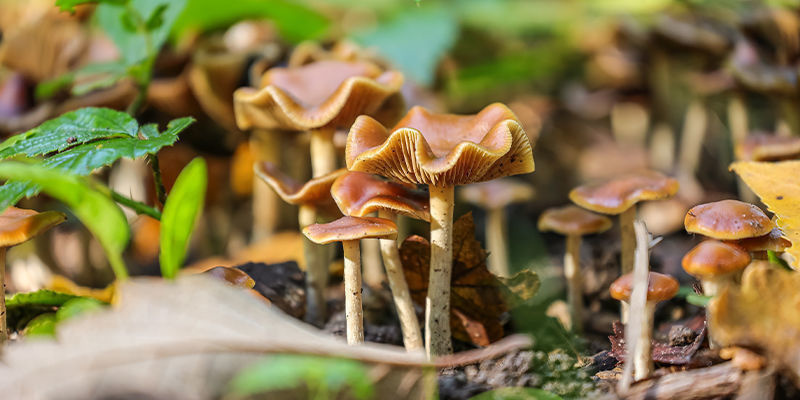 Psilocybe cyanescens Psilocybe cyanescens