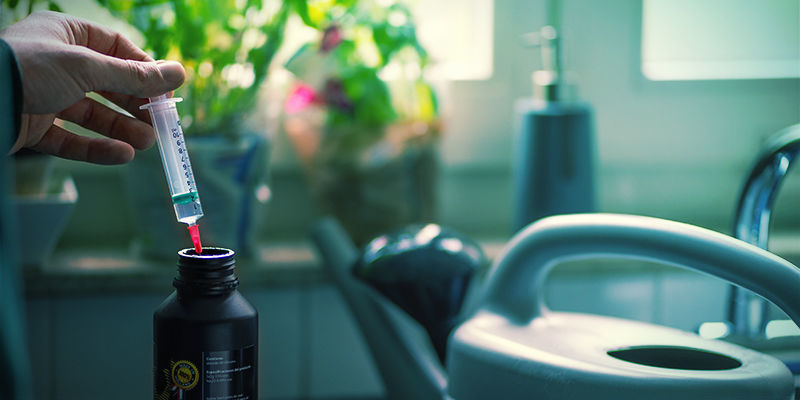 Krzemionka a rośliny konopi: porady i triki