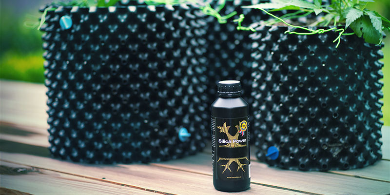 Marihuana i krzem: regulacja pobierania składników odżywczych