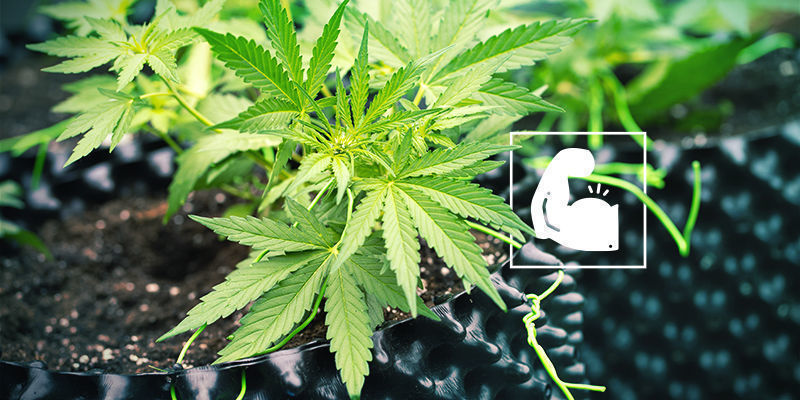 Cannabis and Silica: Robust and Resistant